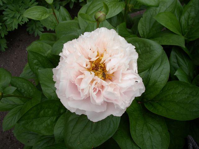 Blushing Princess -                                                                                                                 Peonies species| PIONI | პიონი