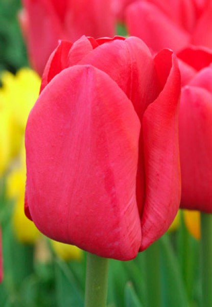 Ile de France -                                                         Species Tulip| TITA | ტიტა                                                        