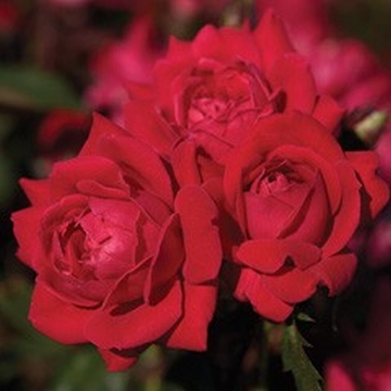Double Knock Out - Rose Varieties | VARDI | ვარდი                                                                                                                