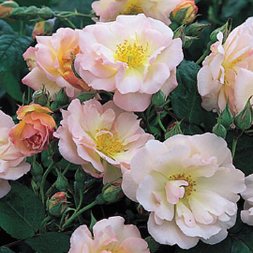 Penelope - Rose Varieties | VARDI | ვარდი                                                                                                                