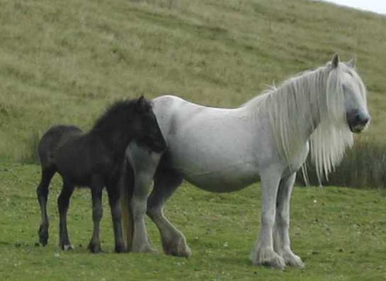 Fell 1 - horse Breeds | ცხენის ჯიშები| cxenis jishebi