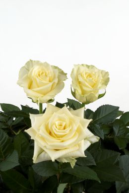 Lemoncello - Rose Varieties | VARDI | ვარდი                                                                                                                