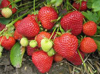 Lucy - Strawberry Varieties