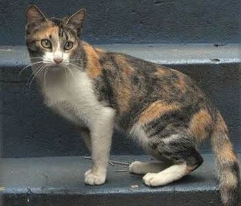Brazilian Shorthair 3 - cat Breeds | კატის ჯიშები | katis jishebi