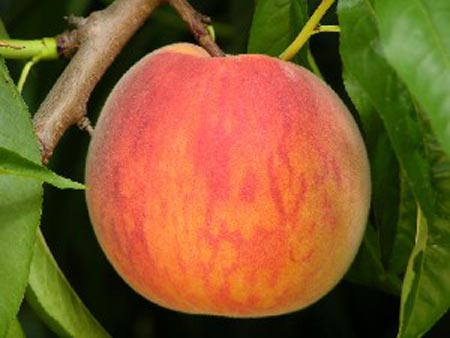 Glohaven - Peach Varieties