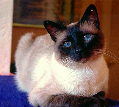 Applehead Siamese 3 - cat Breeds | კატის ჯიშები | katis jishebi