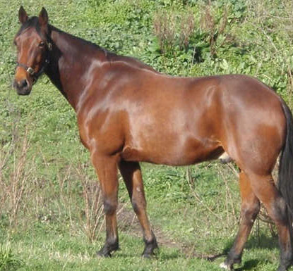 American Standardbred - horse Breeds | ცხენის ჯიშები| cxenis jishebi