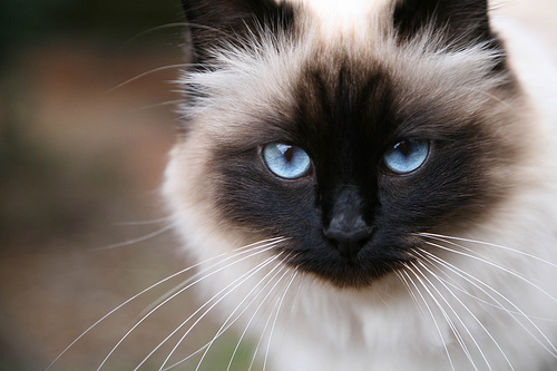 Birman 2 - cat Breeds | კატის ჯიშები | katis jishebi