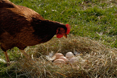 Rhode Island Red 3 - chicken Breeds | ქათმის ჯიშები | qatmis jishebi