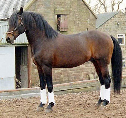 Anglo-Kabarda Horse - horse Breeds | ცხენის ჯიშები| cxenis jishebi