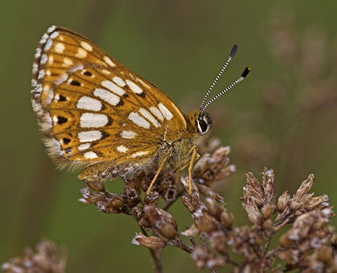 D of B Fritillary - Butterfly species | PEPLIS JISHEBI | პეპლის ჯიშები
