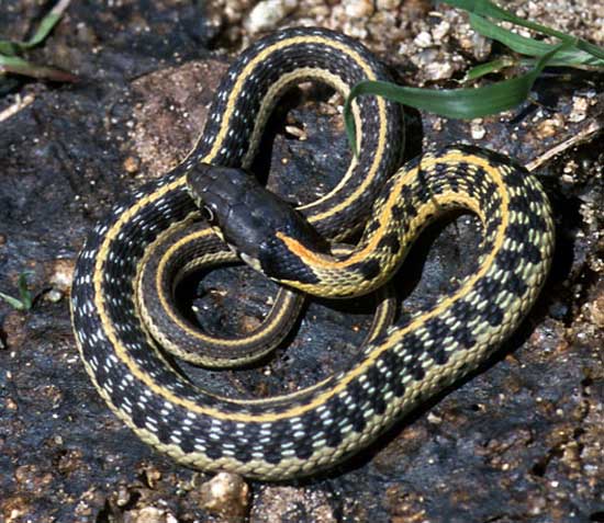 Thamnophis cyrtopsis cyrtopsis  - Western Black-necked Gartersnake - snake species | gveli | გველი