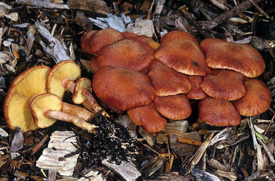 Gymnopilus luteofolius - Mushroom Species Images
