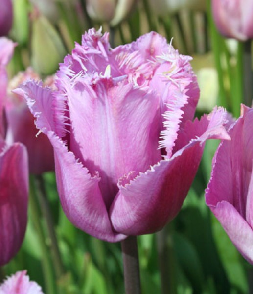 Blue Heron -                                                         Species Tulip| TITA | ტიტა                                                        