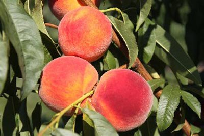 Sweet-N-Up - Peach Varieties