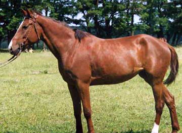 Orlov Trotter 2 - horse Breeds | ცხენის ჯიშები| cxenis jishebi