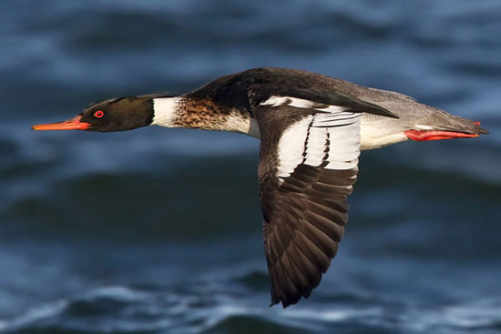 Red-breasted Merganser - Bird Species | Frinvelis jishebi | ფრინველის ჯიშები