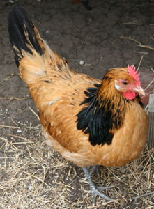 Lakenvelder 3 - chicken Breeds | ქათმის ჯიშები | qatmis jishebi