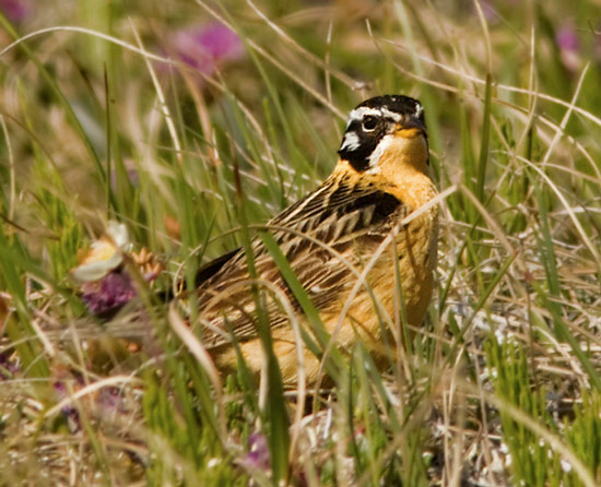 Smith's Longspur - Bird Species | Frinvelis jishebi | ფრინველის ჯიშები