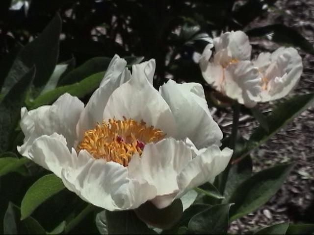 Early Daybreak -                                                                                                                 Peonies species| PIONI | პიონი