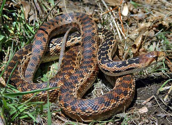 Pituophis catenifer annectens - San Diego Gopher Snake - snake species | gveli | გველი
