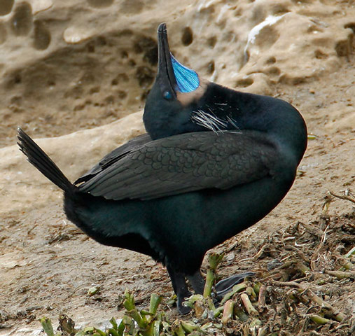 Brandt's Cormorant - Bird Species | Frinvelis jishebi | ფრინველის ჯიშები