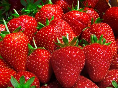 Elegance - Strawberry Varieties