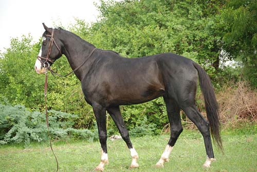 Marwari - horse Breeds | ცხენის ჯიშები| cxenis jishebi