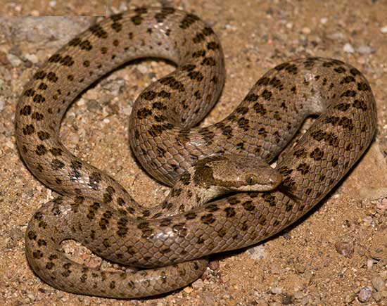  DESERT NIGHTSNAKE  Hypsiglena chlorophaea - snake species | gveli | გველი