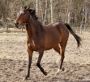 Anglo-Arabian Horse - horse Breeds | ცხენის ჯიშები| cxenis jishebi