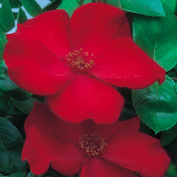 Altissimo - Rose Varieties | VARDI | ვარდი                                                                                                                