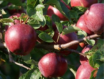 Spartan - Apple Varieties