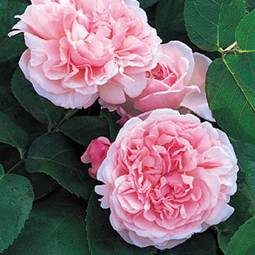 St. Swithun Climbing - Rose Varieties | VARDI | ვარდი                                                                                                                