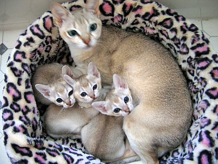 Singapura 2 - cat Breeds | კატის ჯიშები | katis jishebi