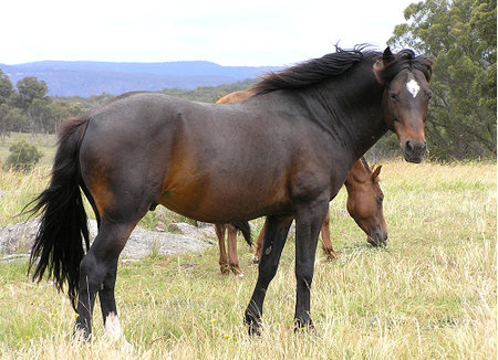 Waler - horse Breeds | ცხენის ჯიშები| cxenis jishebi