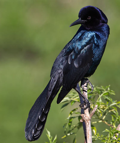 Boat-tailed Grackle - Bird Species | Frinvelis jishebi | ფრინველის ჯიშები