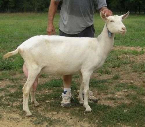 Saanen Goat - goats Breeds | txis jishebi | თხის ჯიშები