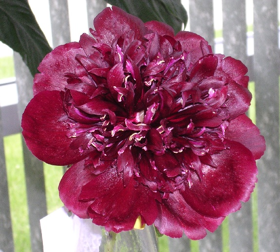 Black Swan -                                                                                                                 Peonies species| PIONI | პიონი