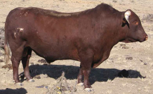 Barzona - COW BREEDS | DZROXIS JISHEBI | ძროხის ჯიშები