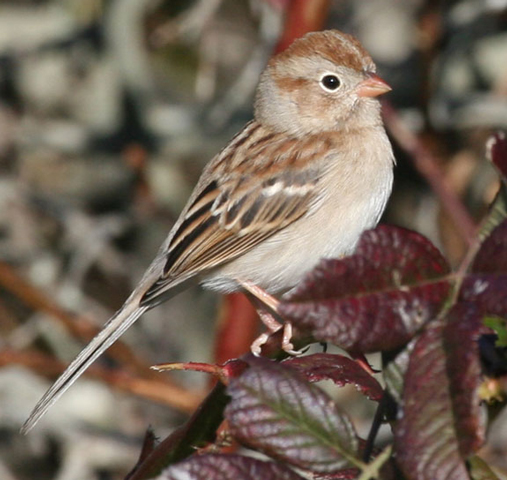 Field Sparrow - Bird Species | Frinvelis jishebi | ფრინველის ჯიშები