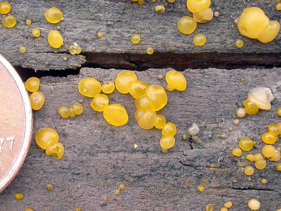 Dacrymyces capitatus - Fungi species | sokos jishebi | სოკოს ჯიშები