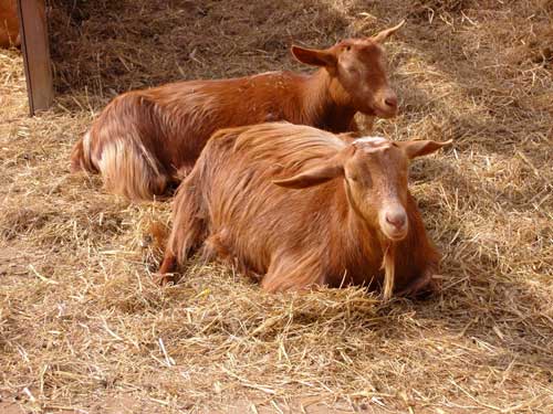 Golden Guernsey Goat - goats Breeds | txis jishebi | თხის ჯიშები