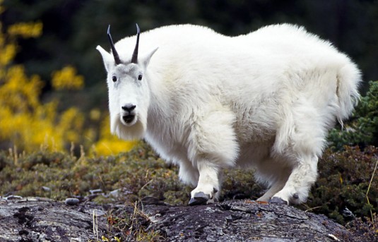 Mountain goat - goats Breeds | txis jishebi | თხის ჯიშები