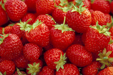 Mesabi - Strawberry Varieties