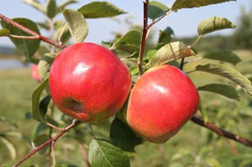 Cortland - Apple Varieties