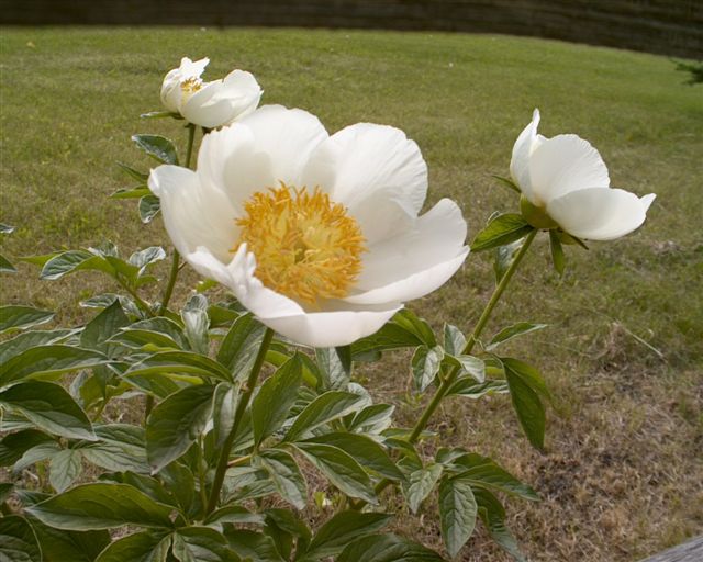 Campagna -                                                                                                                 Peonies species| PIONI | პიონი