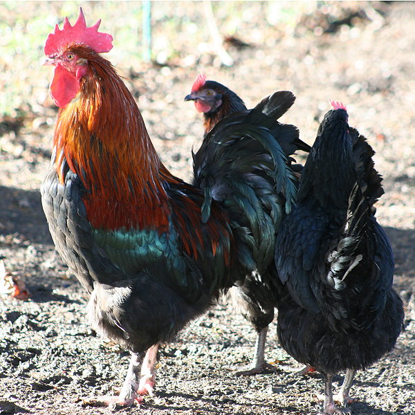 Marans 2 - chicken Breeds | ქათმის ჯიშები | qatmis jishebi