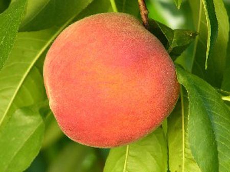 PF 1 Flamin Fury - Peach Varieties