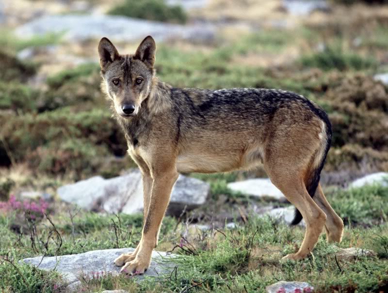 The Southern Rocky Mountain Wolf - wolf species | mglis jishebi | მგლის ჯიშები