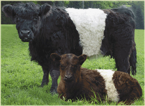 Galloway - COW BREEDS | DZROXIS JISHEBI | ძროხის ჯიშები